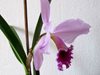 Cattleya percivaliana 'Karin' 